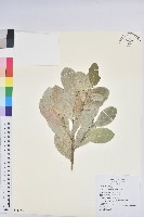 白樹仔藏品圖，第1張