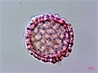 貝木藏品圖，第1張