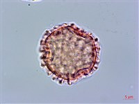 貝木藏品圖，第2張