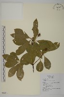 厚葉衛矛, 源一木藏品圖，第1張