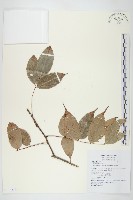 紅葉藤藏品圖，第1張