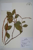 蘭嶼絡石藏品圖，第1張