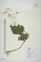 下田菊藏品圖，第1張