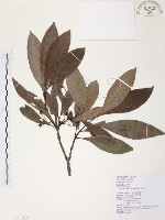 九節木、牛屎烏、青龍吐霧藏品圖，第1張