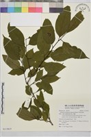 中原氏鼠李藏品圖，第1張