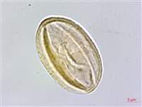 五葉山芹菜藏品圖，第1張