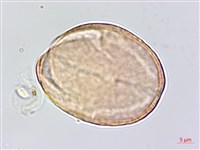 五葉山芹菜藏品圖，第2張