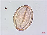 五葉山芹菜藏品圖，第3張