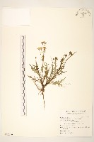 台東黃菀藏品圖，第1張