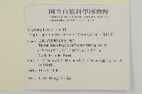 瓜槌草、漆姑草藏品圖，第2張