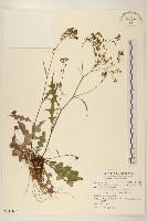 刀傷草藏品圖，第1張