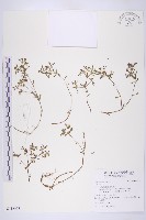 登錄號:S113628藏品圖，第1張