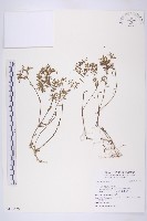 登錄號:S113629藏品圖，第1張