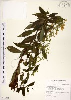 華八仙藏品圖，第1張