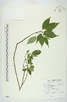 臺灣青莢葉藏品圖，第1張