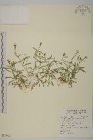 亞毛無心菜藏品圖，第1張