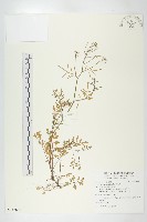 水花菜藏品圖，第1張