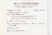 水花菜藏品圖，第2張