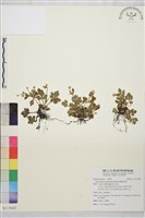 鹿場毛茛藏品圖，第1張