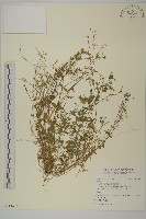 登錄號:S113643藏品圖，第1張