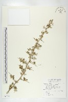 小葉胡頹子藏品圖，第1張