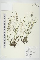 玉山筷子芥藏品圖，第1張