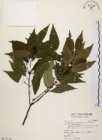 山肉桂、台灣肉桂藏品圖，第1張