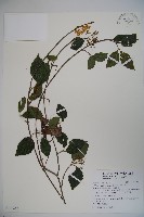 紅子莢迷藏品圖，第1張