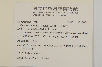 日本假蓬藏品圖，第2張