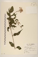 島田氏澤蘭藏品圖，第1張