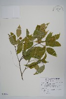 樟葉槭, 飛蛾子樹藏品圖，第1張