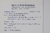 樟葉槭, 飛蛾子樹藏品圖，第2張