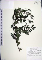 水雞油藏品圖，第1張