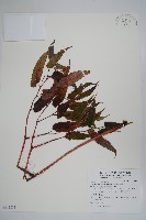 臺灣秋海棠藏品圖，第1張