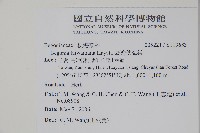 臺灣秋海棠藏品圖，第2張