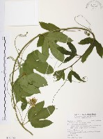 西番蓮、百香果藏品圖，第1張