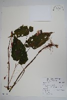 登錄號:S113687藏品圖，第1張