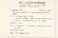 鼠麴草藏品圖，第2張