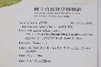 臺灣牛嬭菜藏品圖，第3張