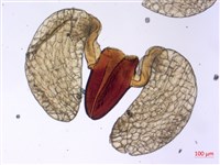臺灣牛嬭菜藏品圖，第2張