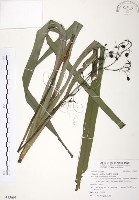 桔梗蘭藏品圖，第1張