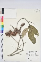 臺灣苦櫧藏品圖，第1張