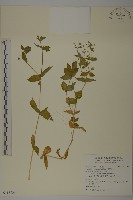 鵝兒腸藏品圖，第1張