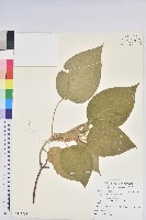 臺灣鐵莧藏品圖，第1張