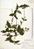 心基葉溲疏藏品圖，第1張