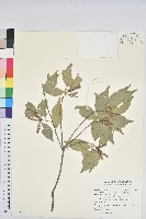 油葉石櫟藏品圖，第1張