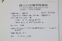 毛瓣蝴蝶木藏品圖，第2張