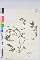 飛揚草藏品圖，第1張