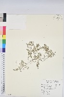 匐根大戟藏品圖，第1張