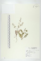 濕生葶藶藏品圖，第1張